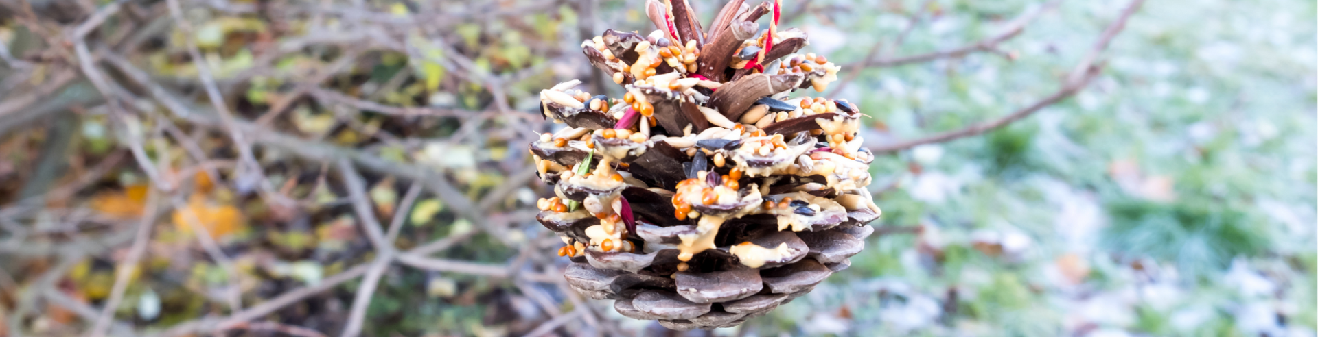 Bird feeder