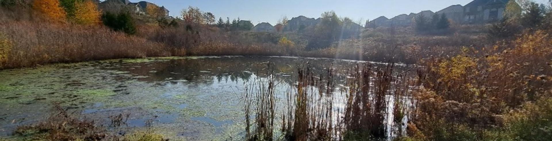 Cold Creek photo wetlands