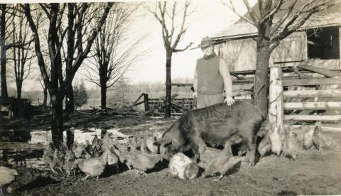 Farm animals