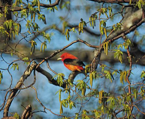 Red bird with black wings sitting on a tree branch