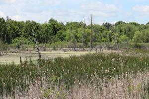 Dufferin Marsh