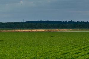field 