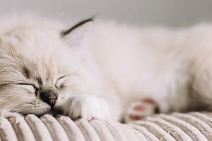 cat on pillow