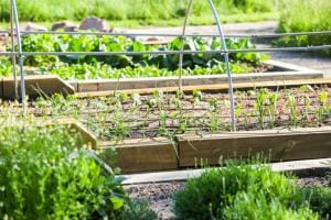 picture of community garden