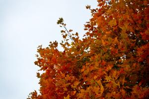 picture of a tree in the fall with changing colours