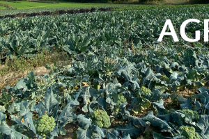 Agriculture Banner with a field of vegetables