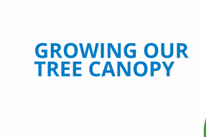 Growing our Tree Canopy