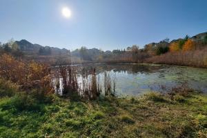 Photo of wetlands