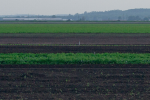 Farm land 