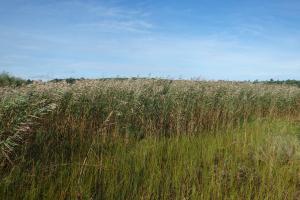invasive species field