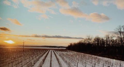 Holland Marsh Wineries field of grape plants in winter - snow on the ground with sunny blye sky and a few clouds