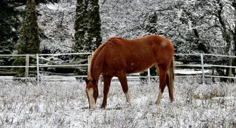 brown horse in a field of snow