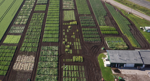 University of Guelph Muck Crop Research Station rows of crop being tested